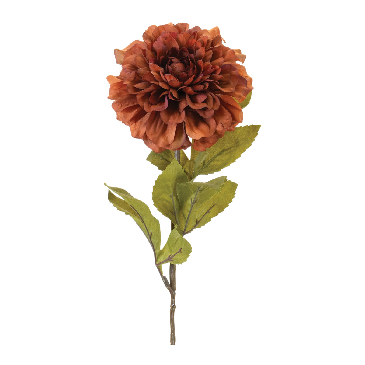 Dahlia Stem