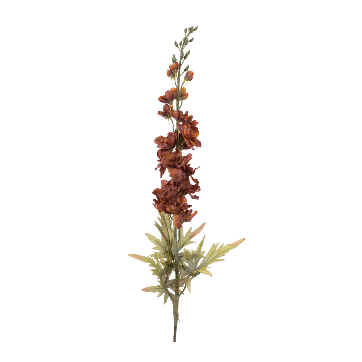 Delphinium Stem