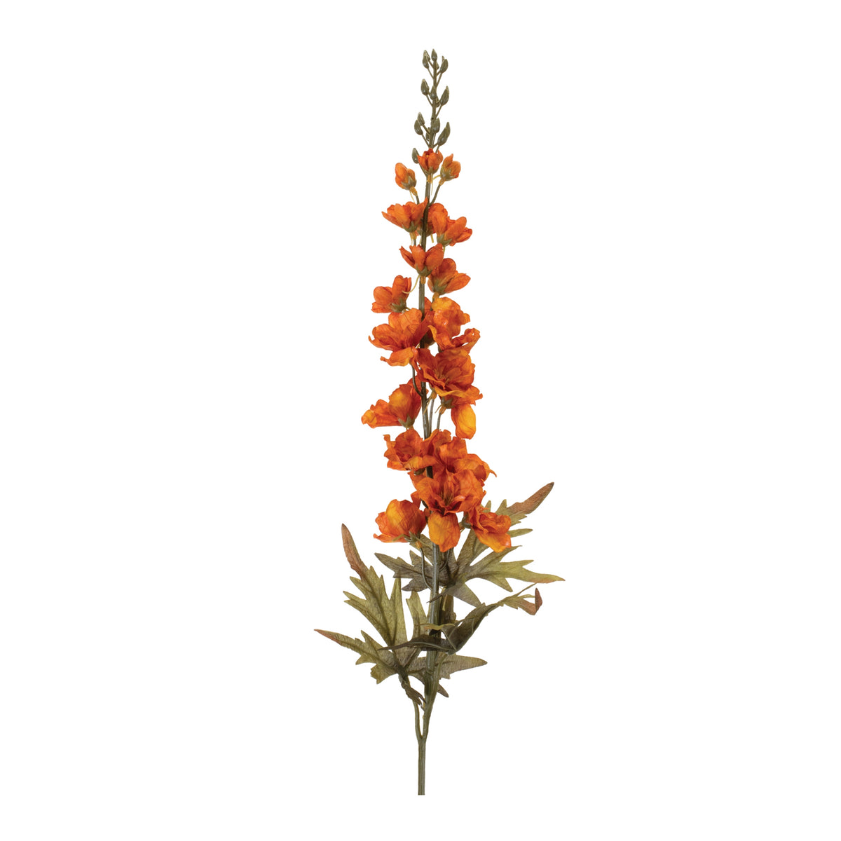 Delphinium Stem