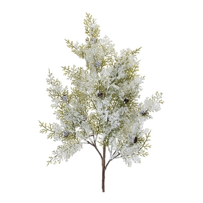Snowy Cedar Branch