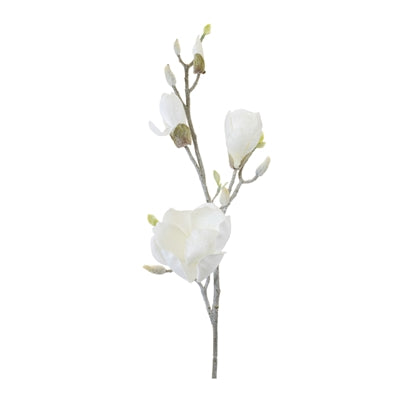 Magnolia Stem