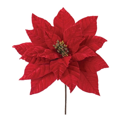 Poinsettia Stem