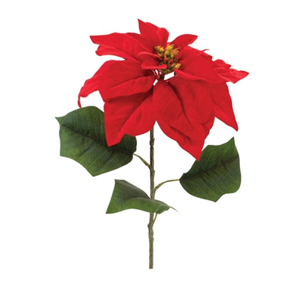 Poinsettia Stem