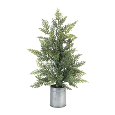Mini Tree in Pot