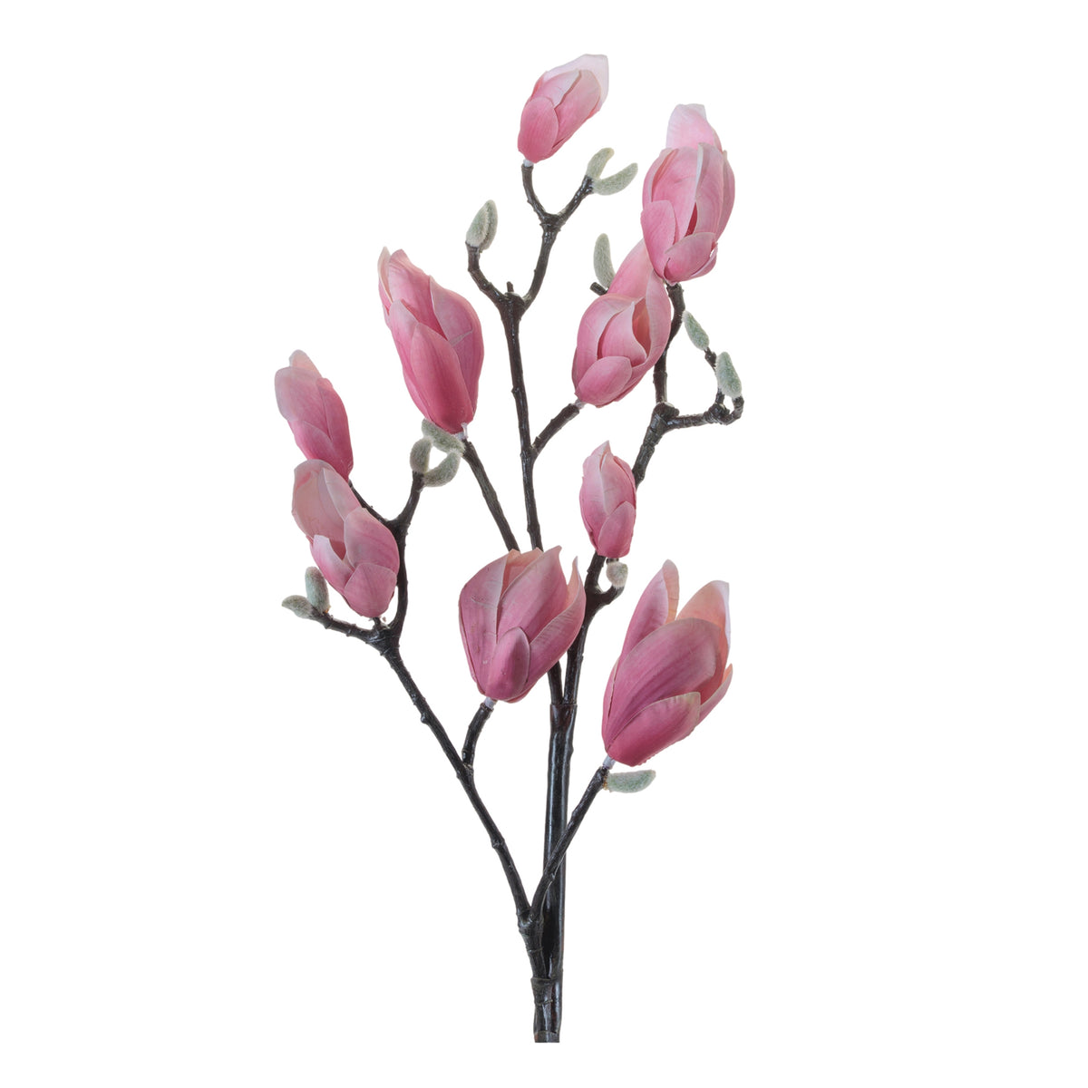 Magnolia Branch