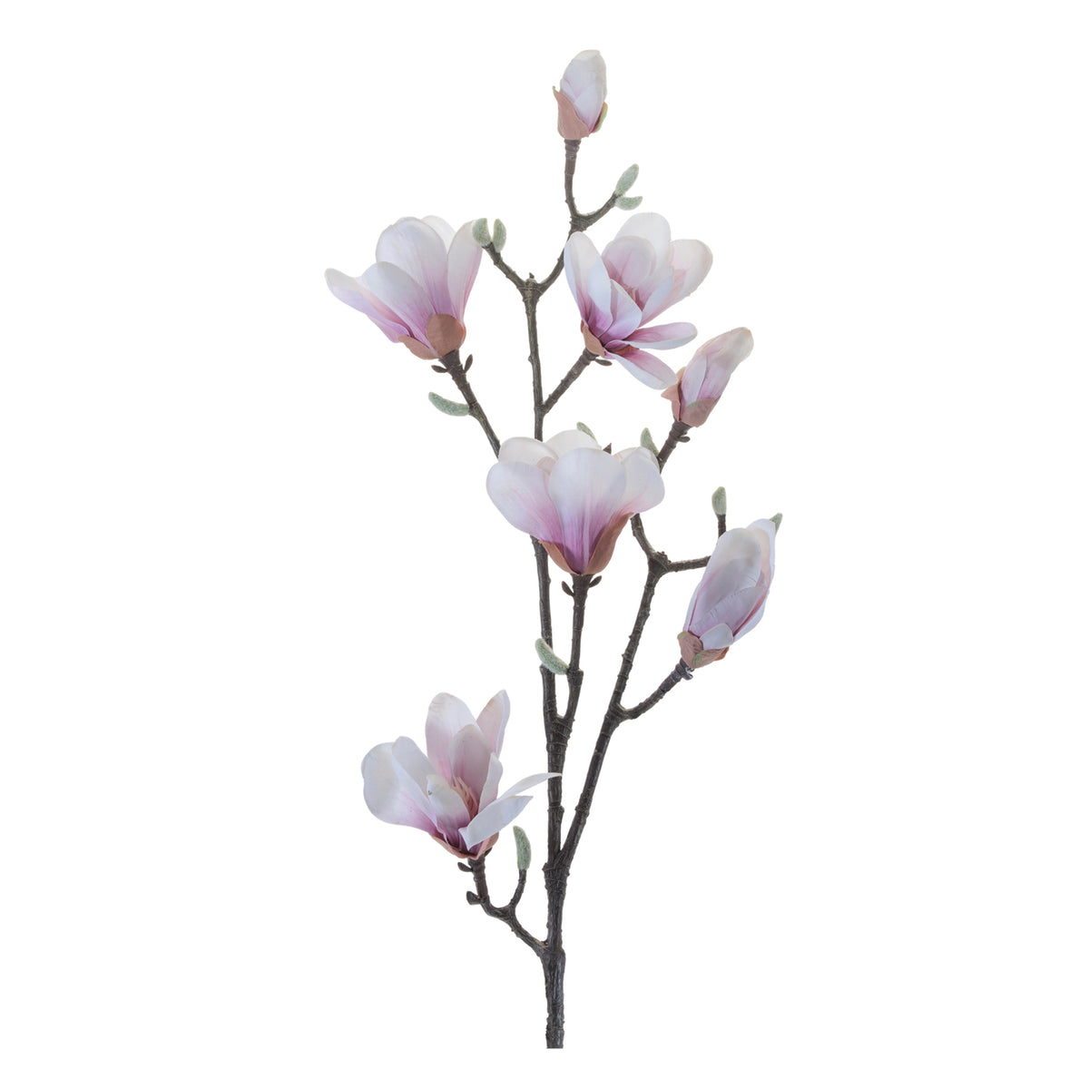 Magnolia Branch