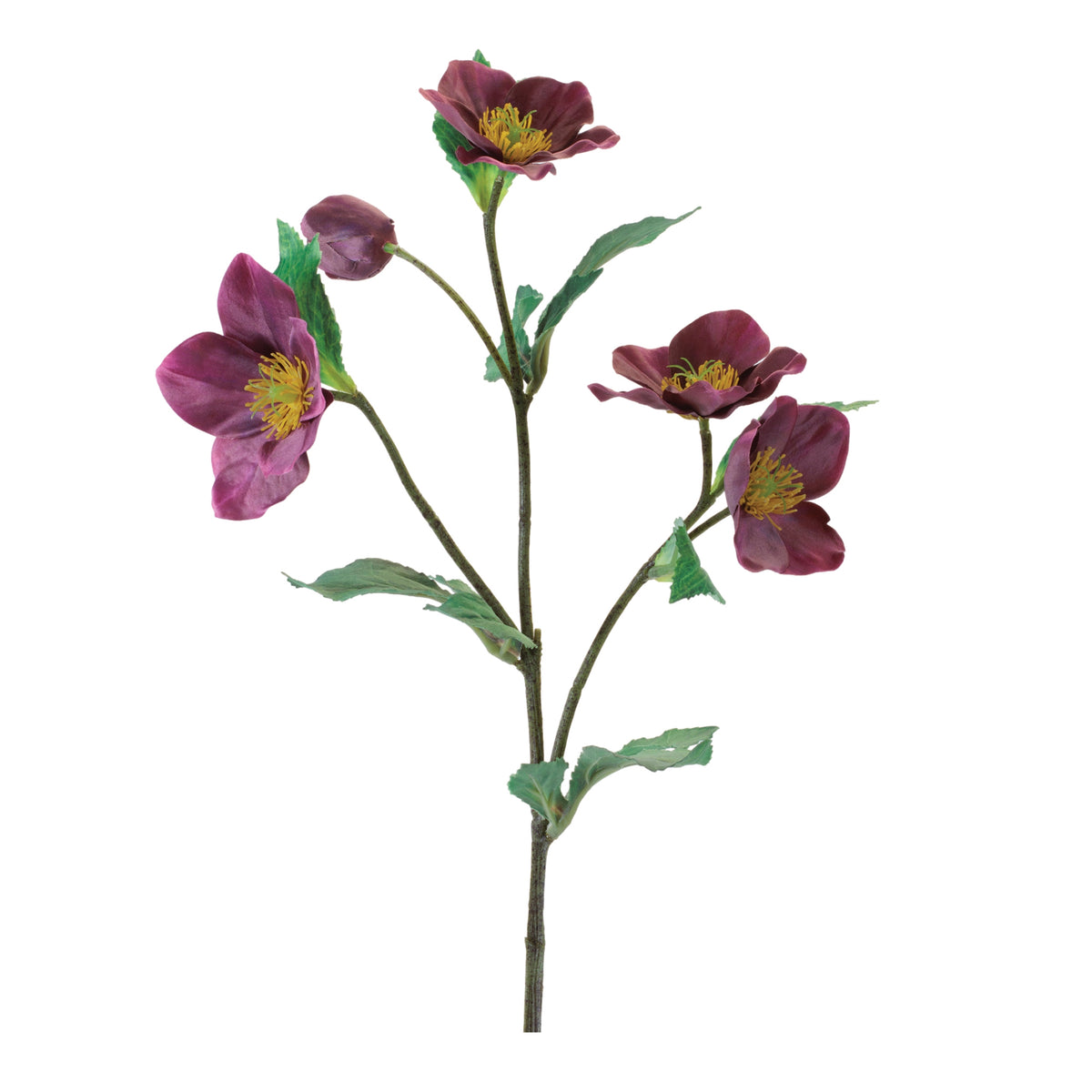 Hellebore Spray