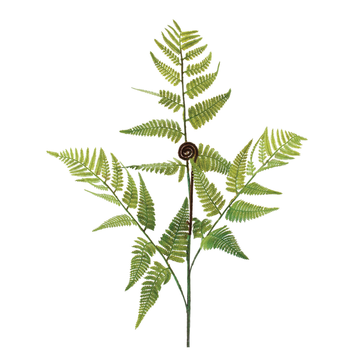 Fern Spray