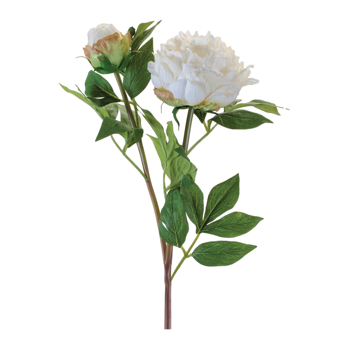 Peony w/Bud Spray