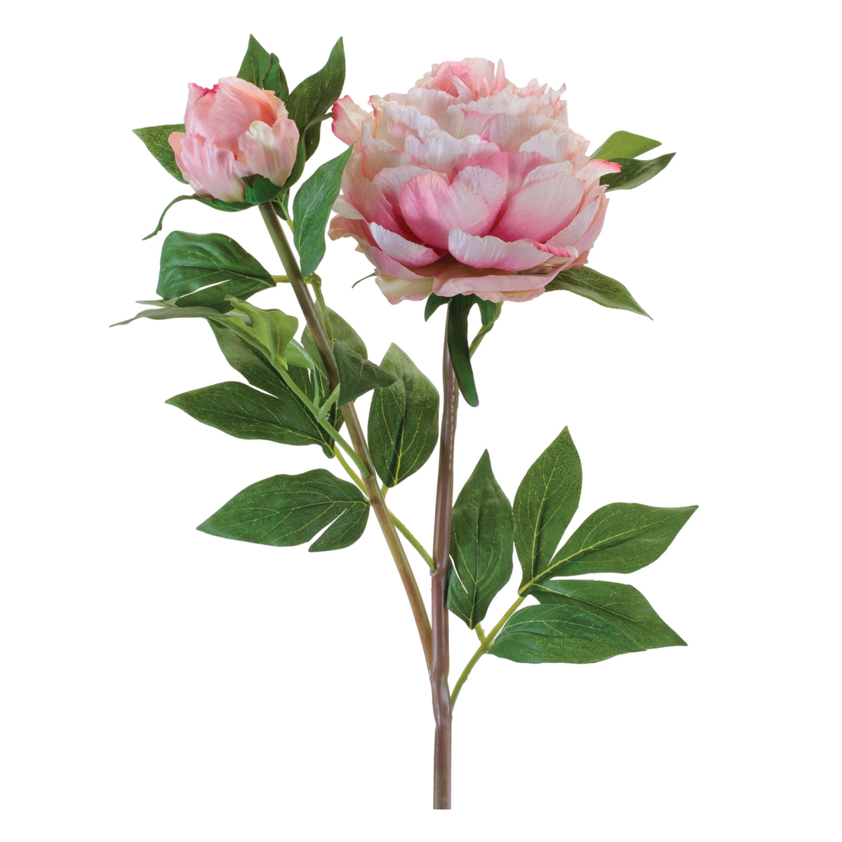 Peony w/Bud Spray