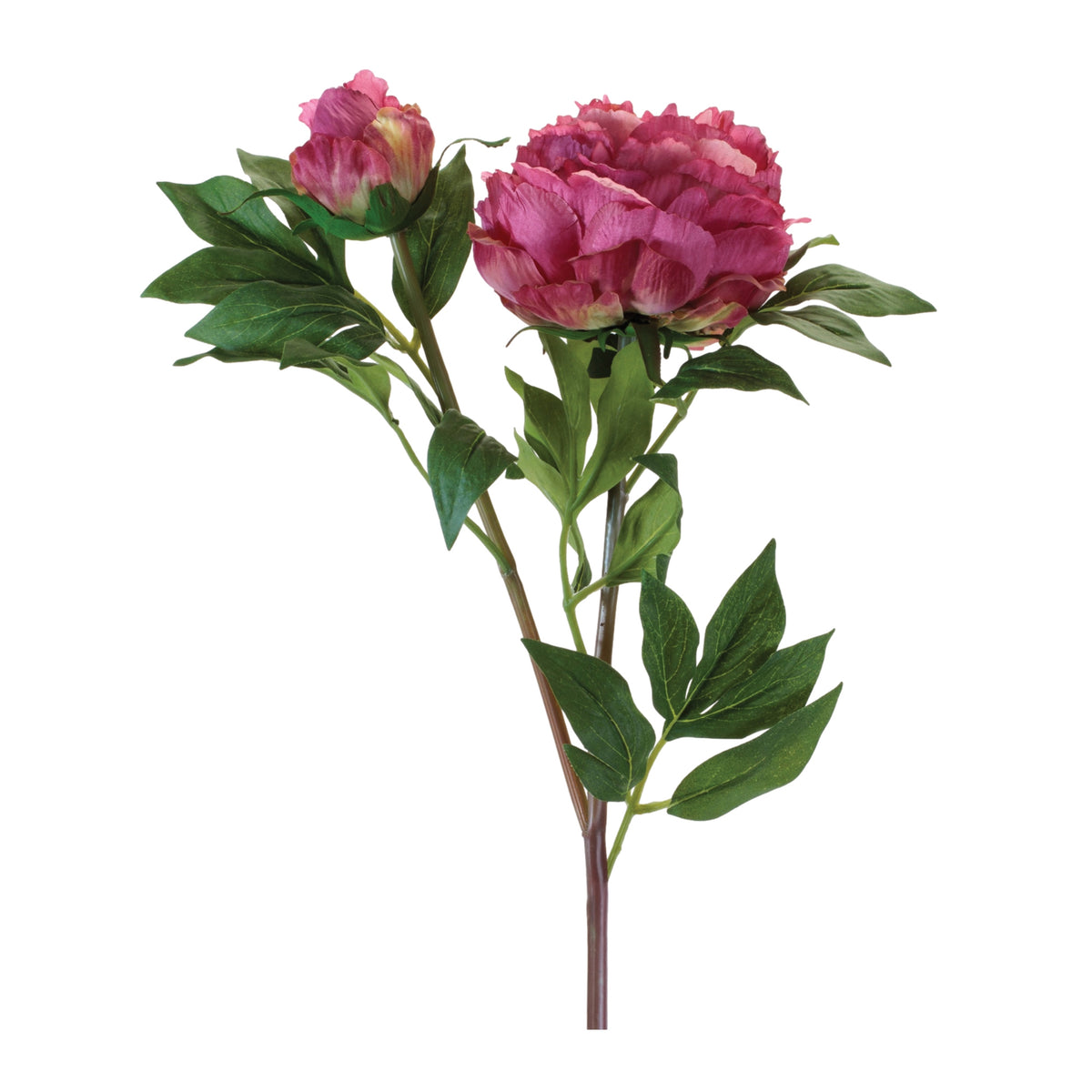 Peony w/Bud Spray