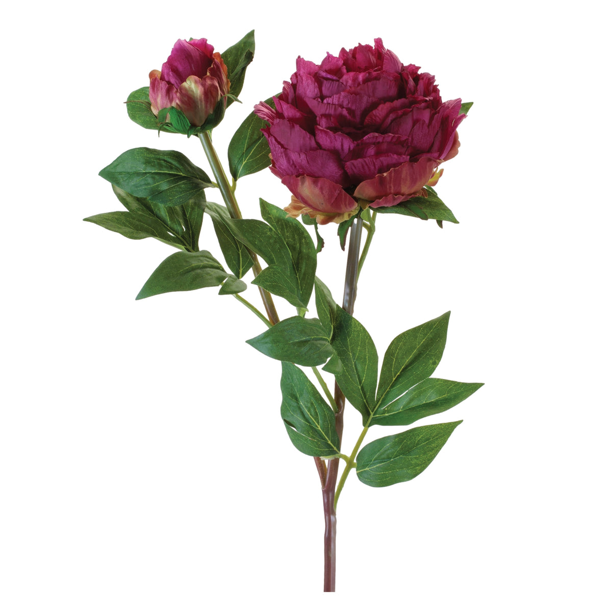 Peony w/Bud Spray