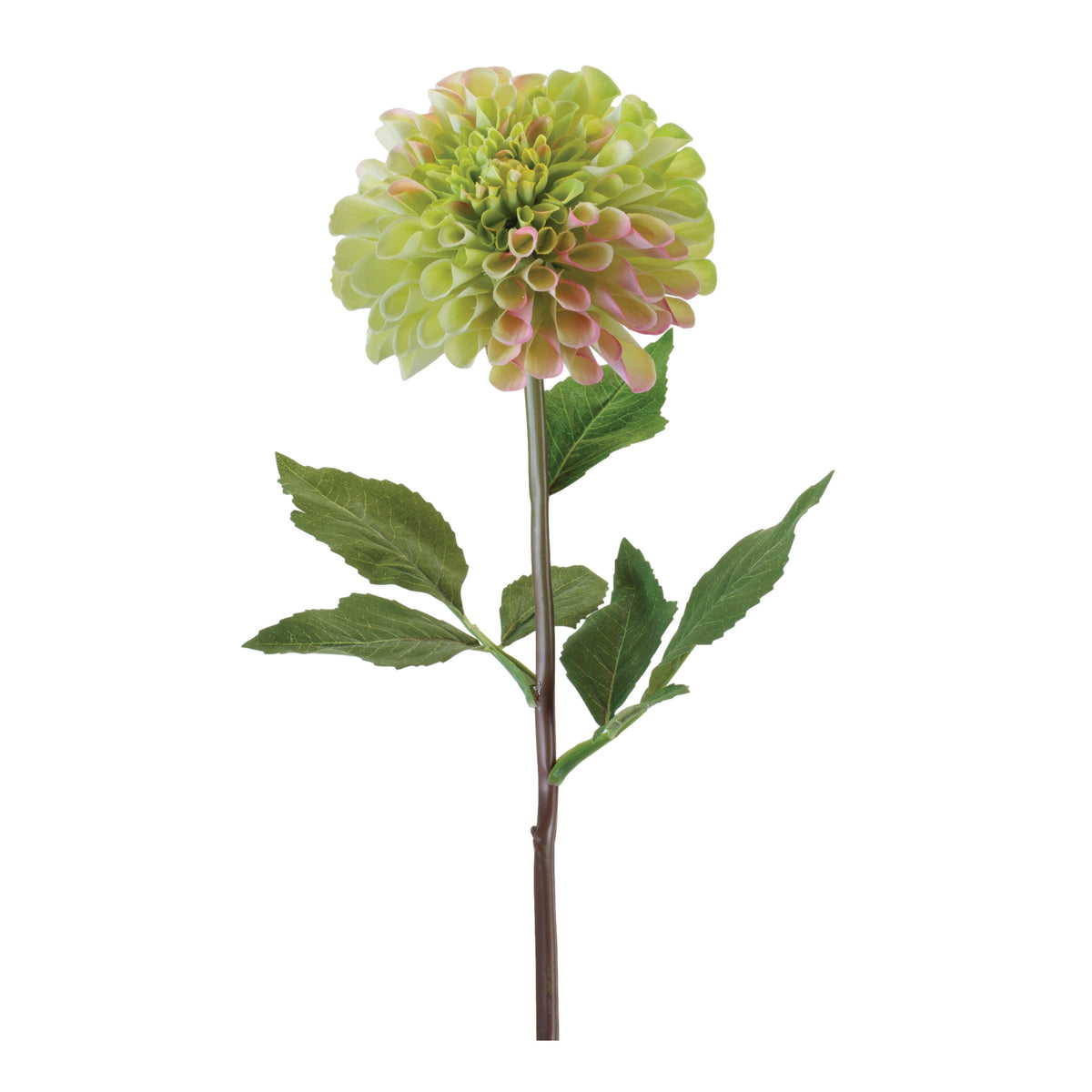 Dahlia Stem