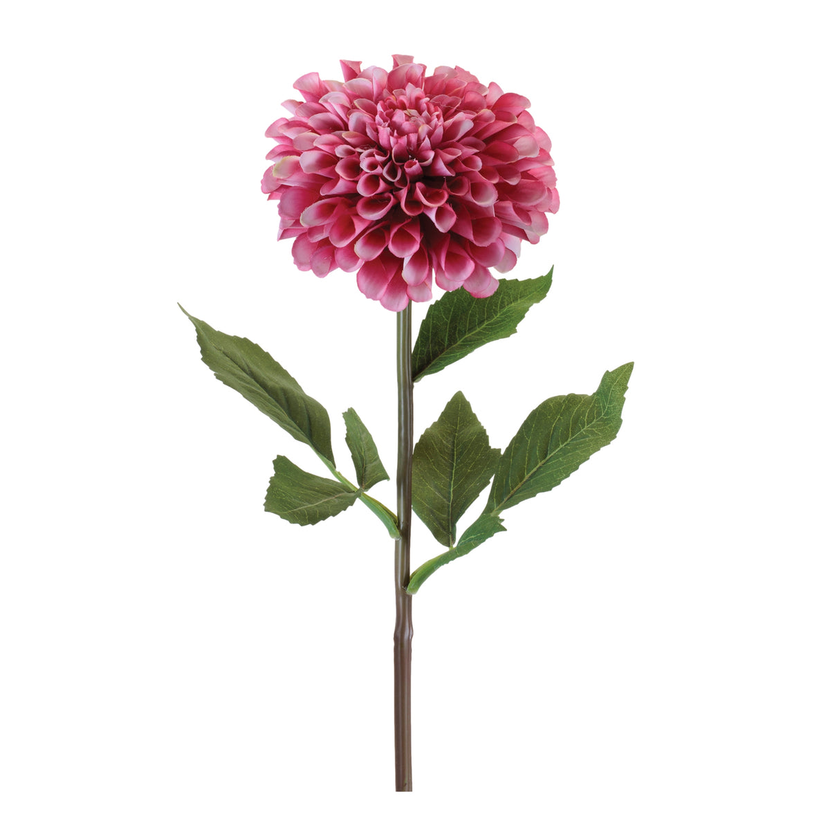 Dahlia Stem