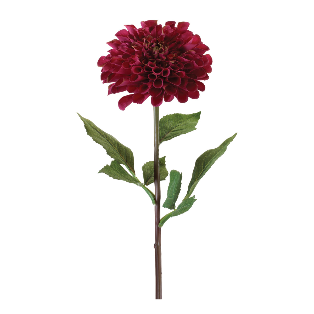 Dahlia Stem