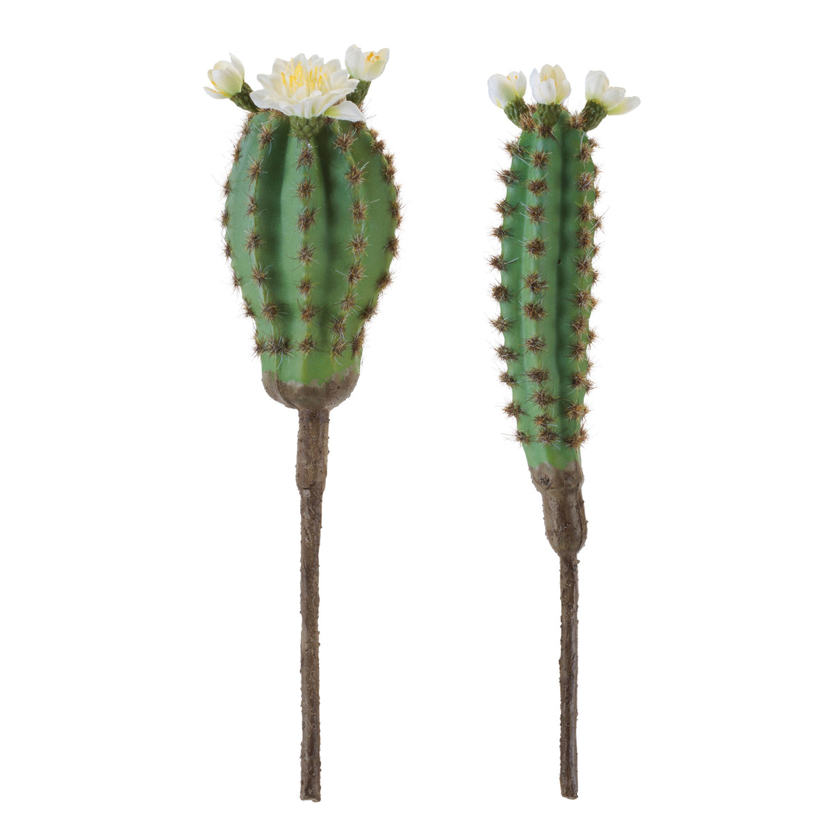 Cactus (S/2)