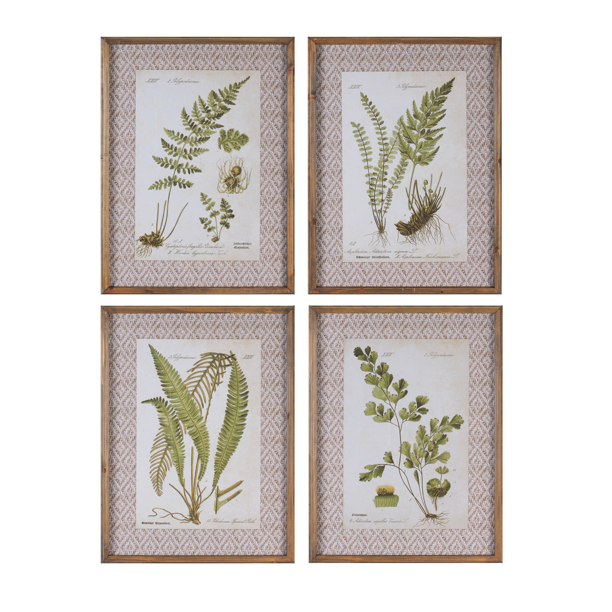 Framed Fern Print (S/4)