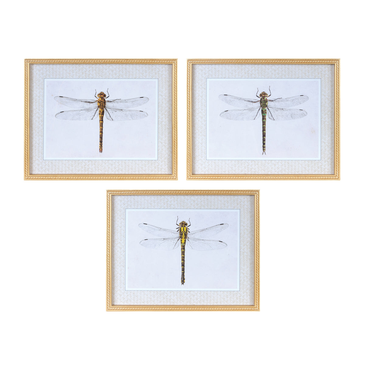 Framed Dragonfly Print (S/3)