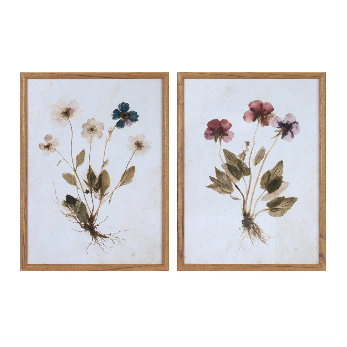 Pansy Frame (S/2)