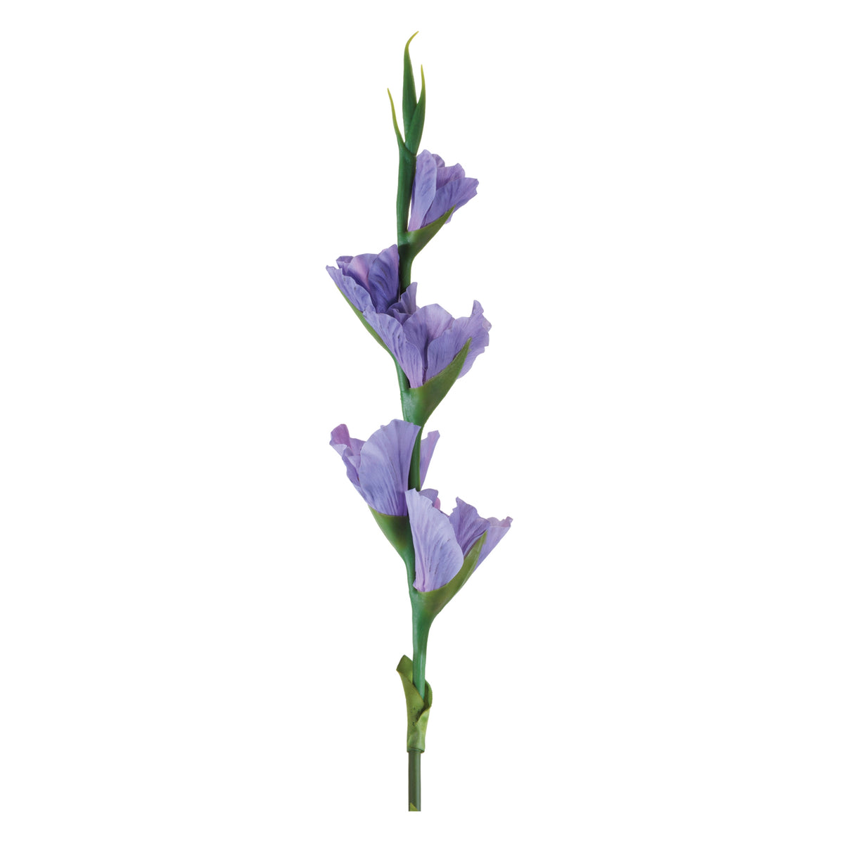 Gladiolus Stem