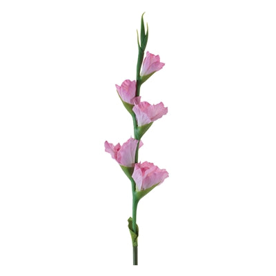 Gladiolus Stem
