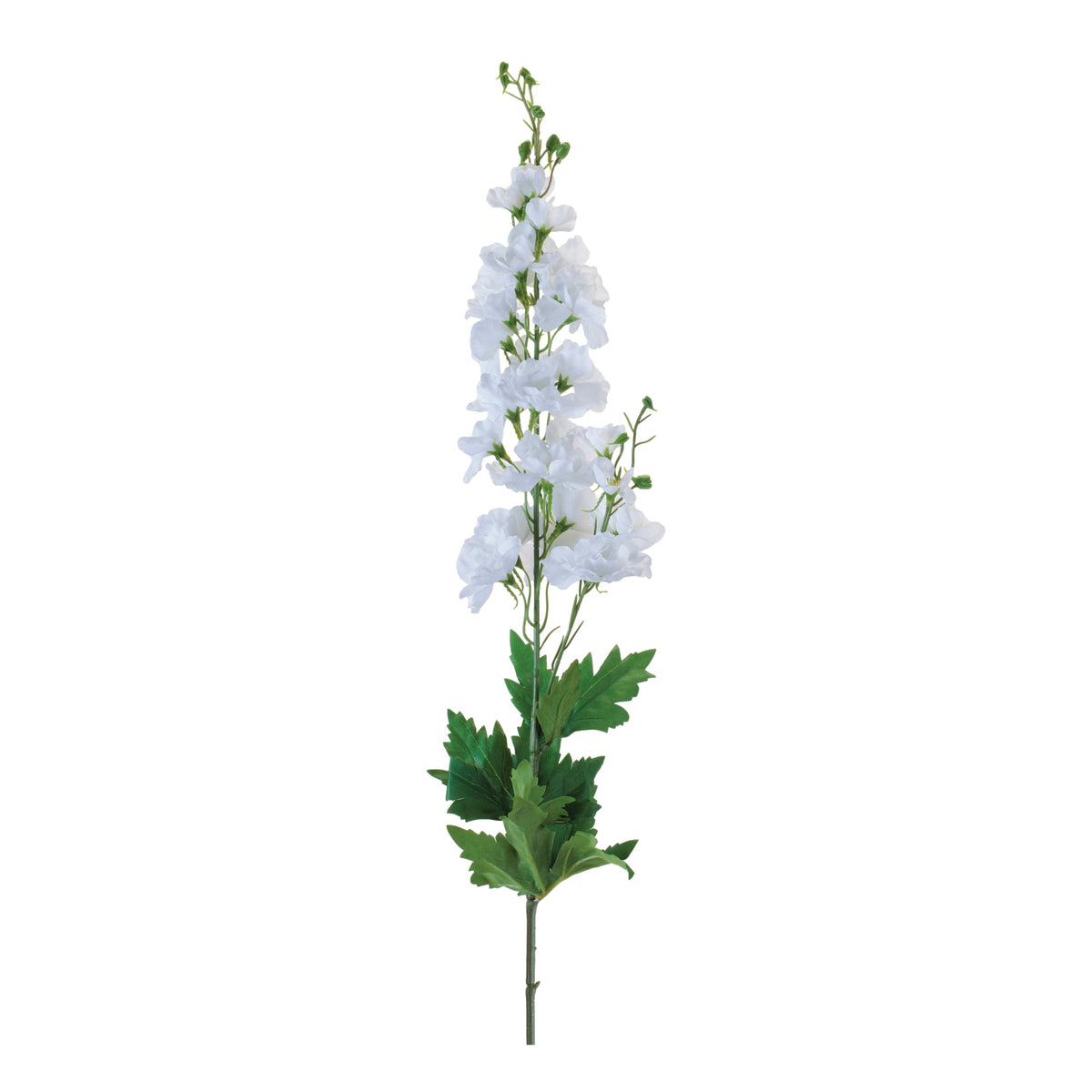 Delphinium Stem