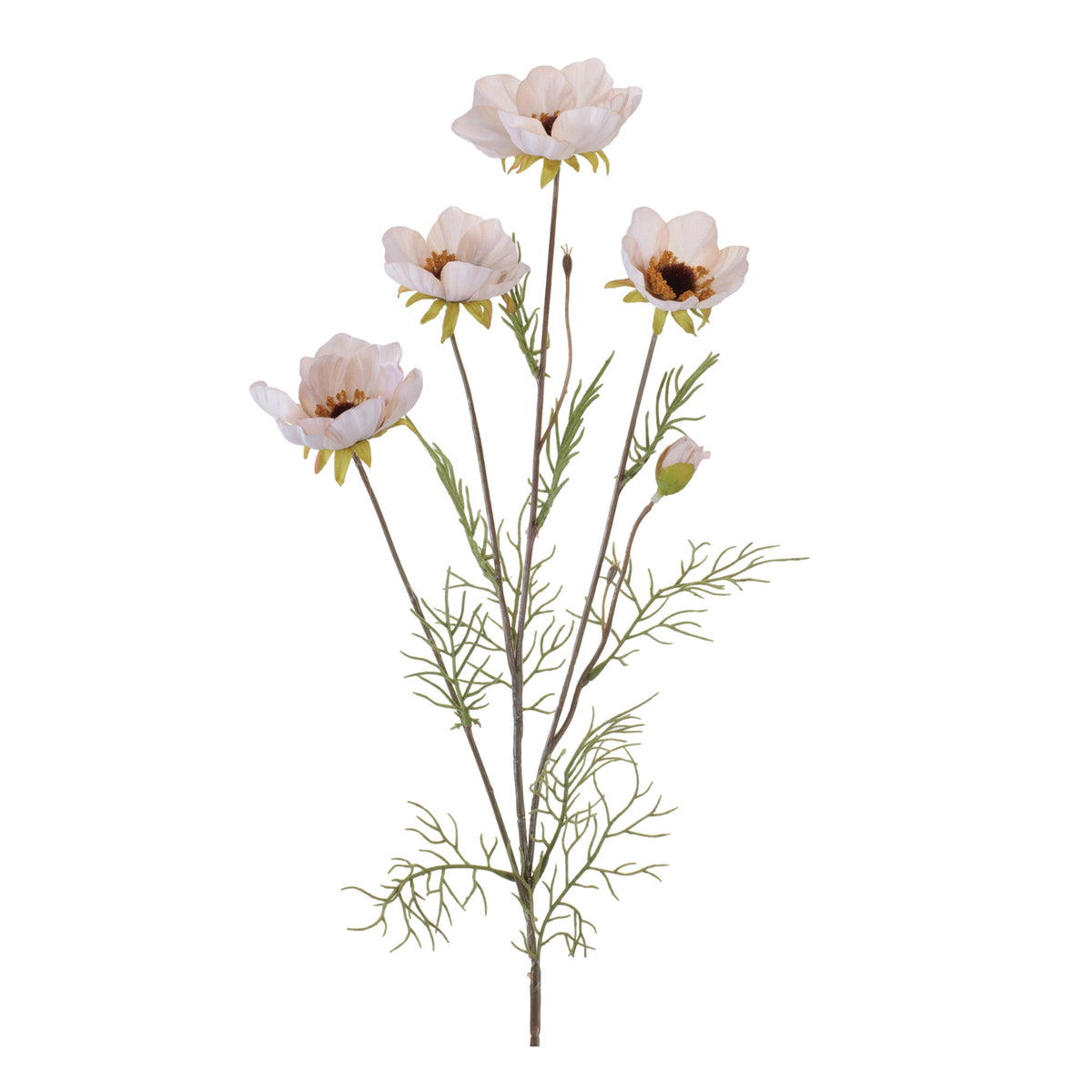 Cosmos Spray
