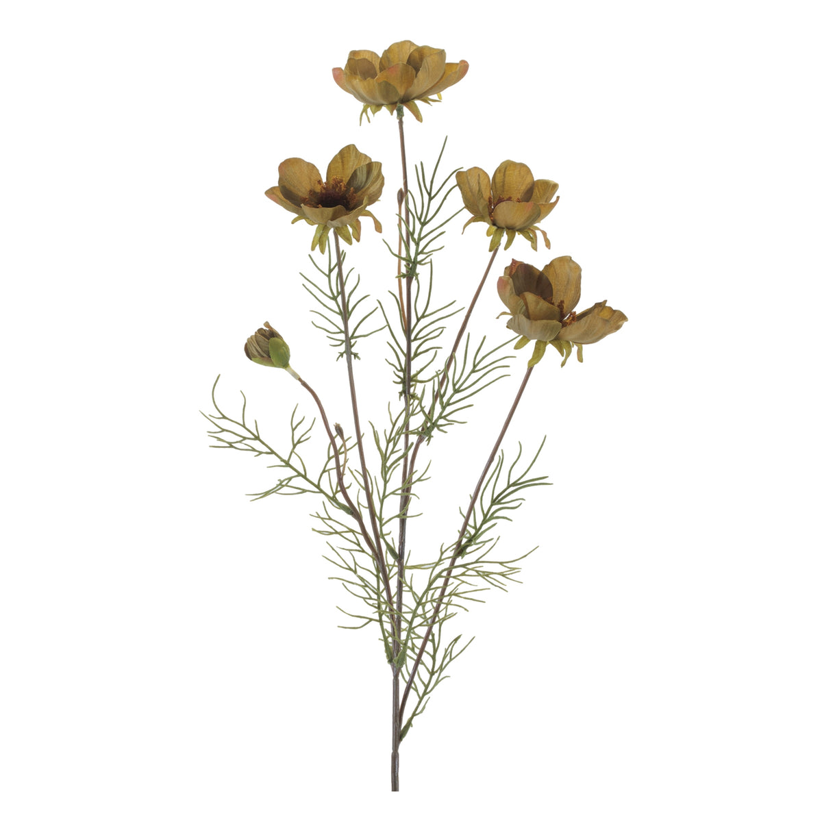 Cosmos Spray