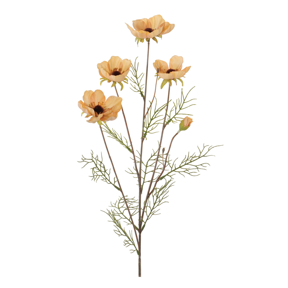 Cosmos Spray