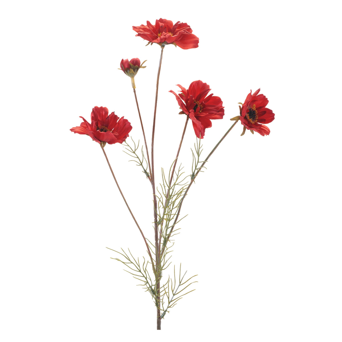 Cosmos Spray