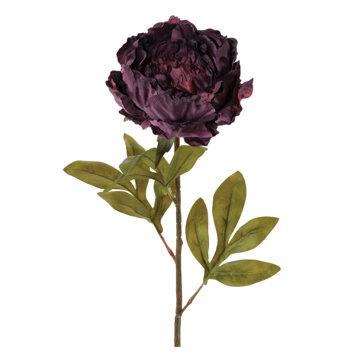 Peony Stem