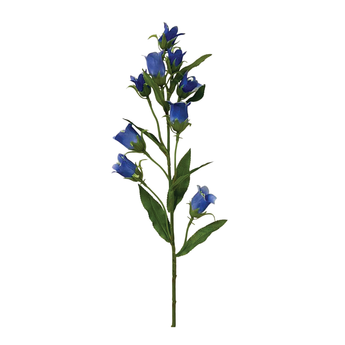 Campanula Stem