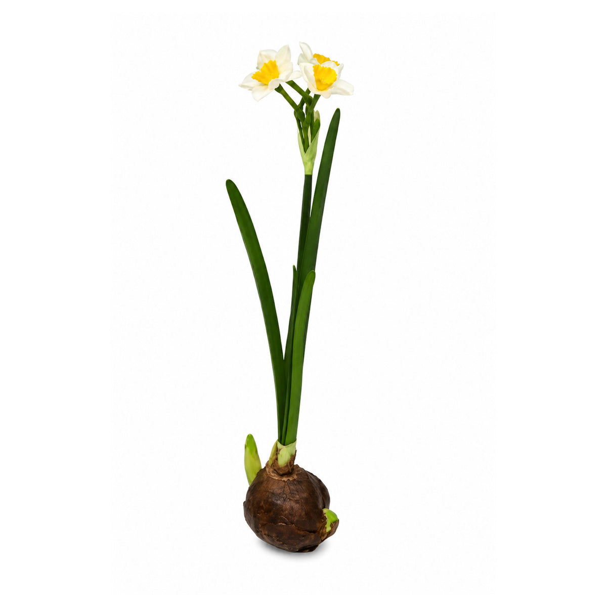 Daffodil w/Bulb