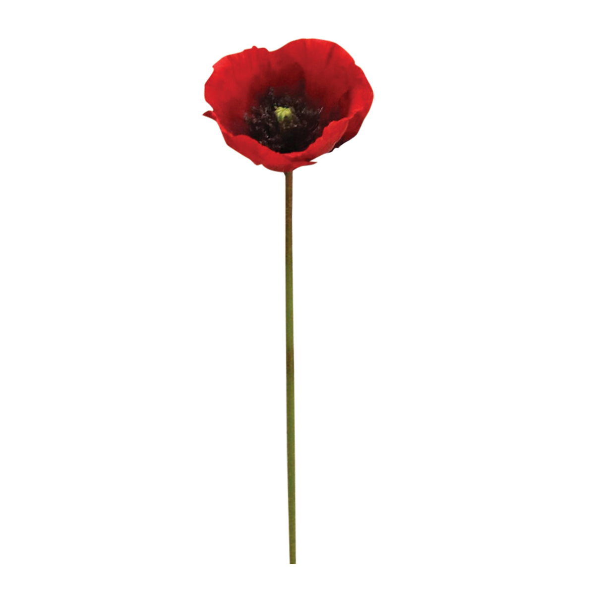 Poppy Stem