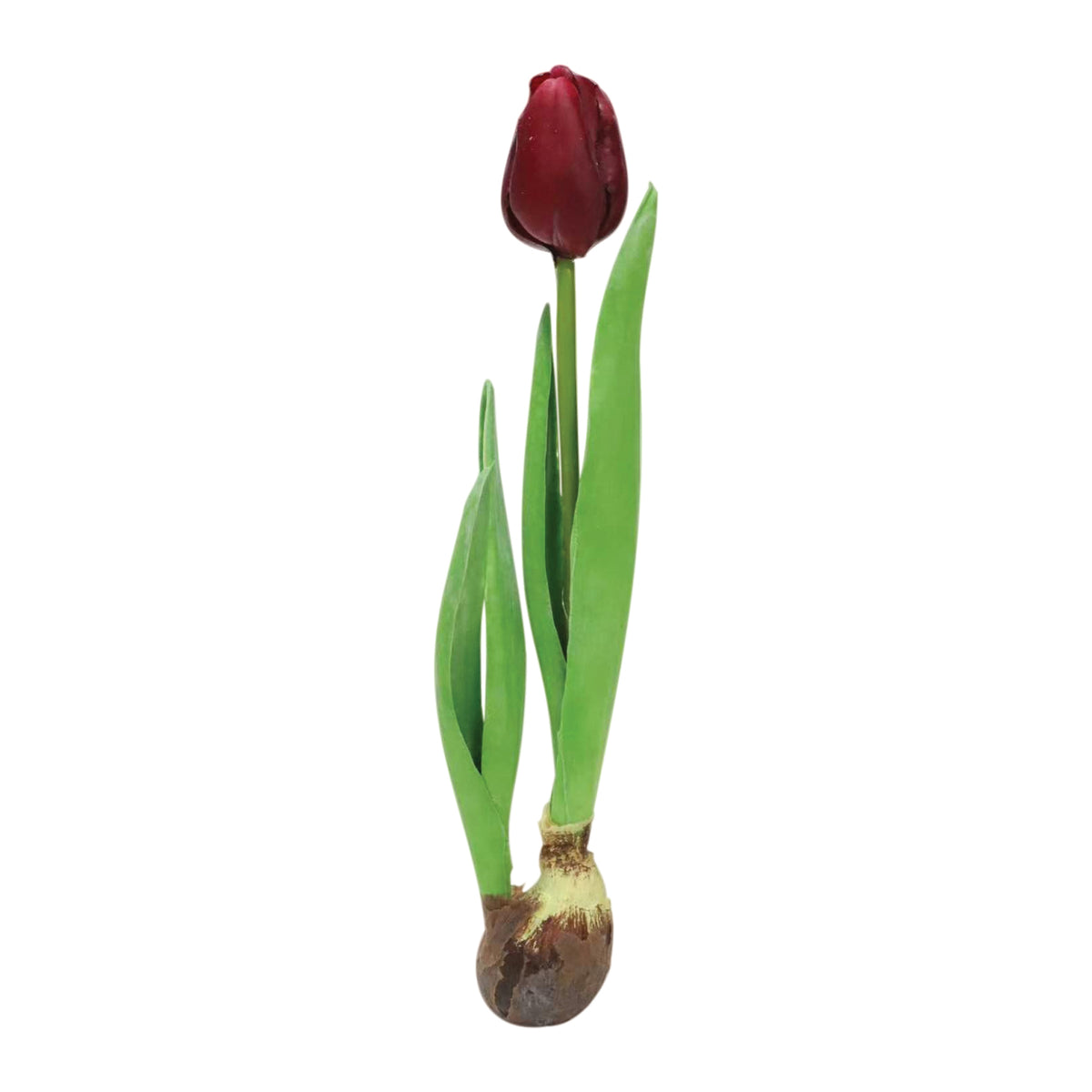 Tulip w/Bulb