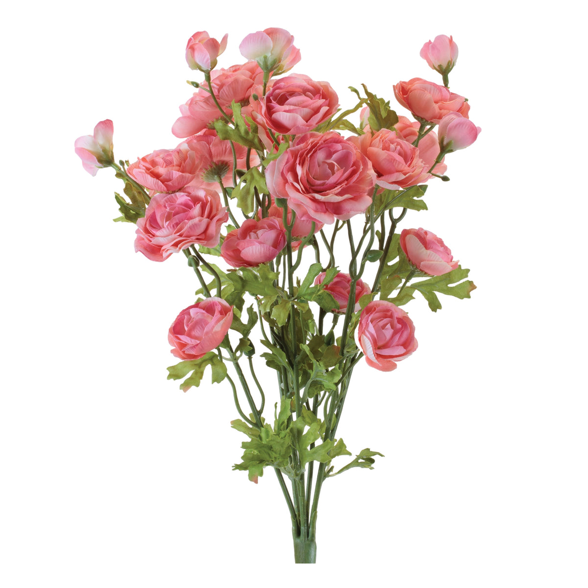Ranunculus Bush