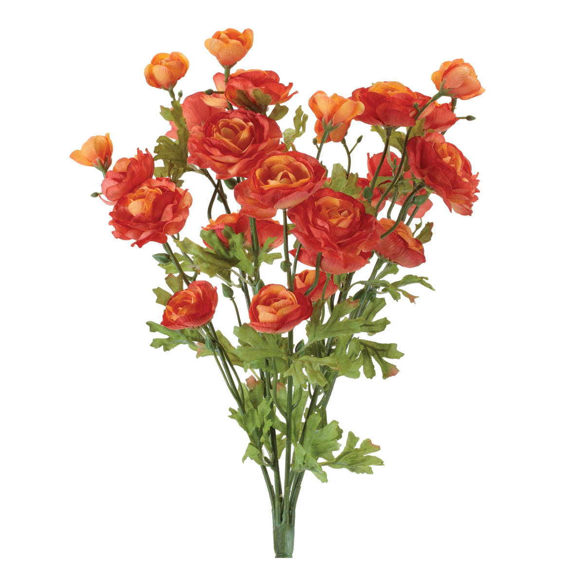 Ranunculus Bush