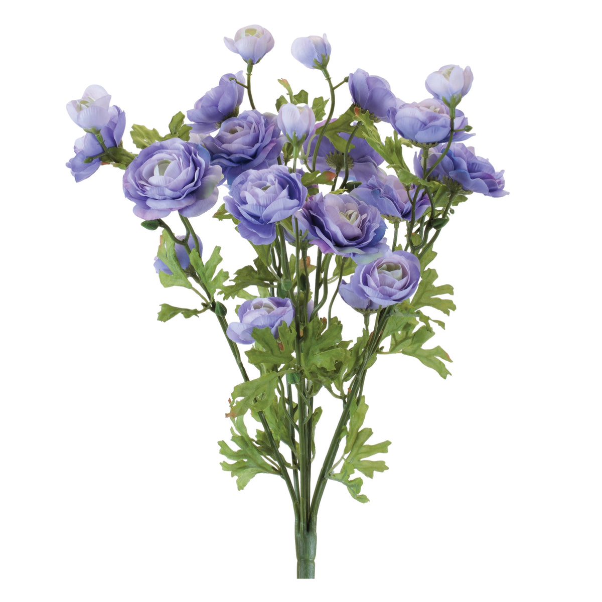 Ranunculus Bush