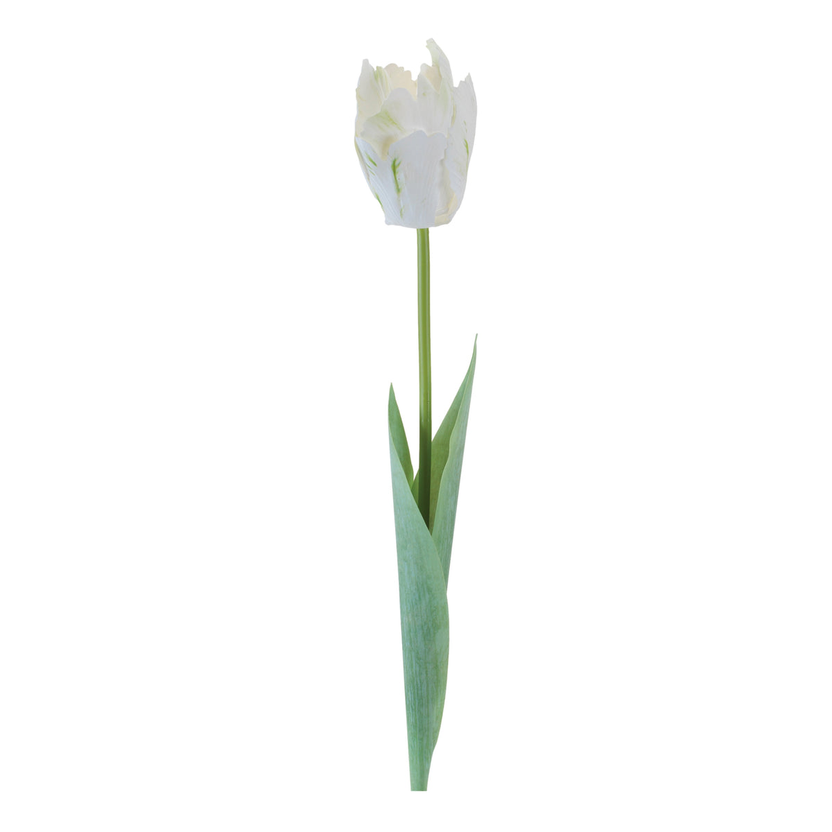 Tulip Stem