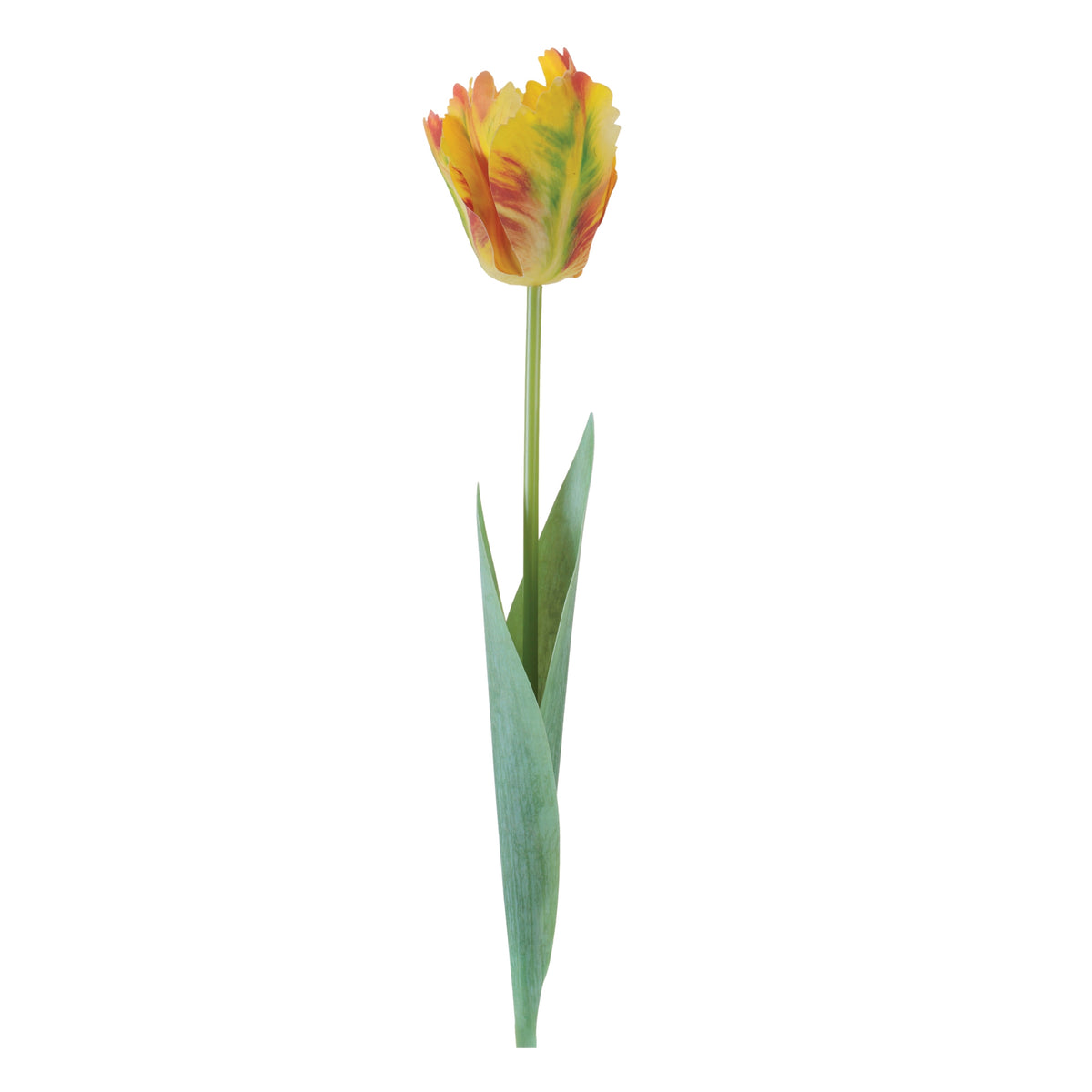 Tulip Stem