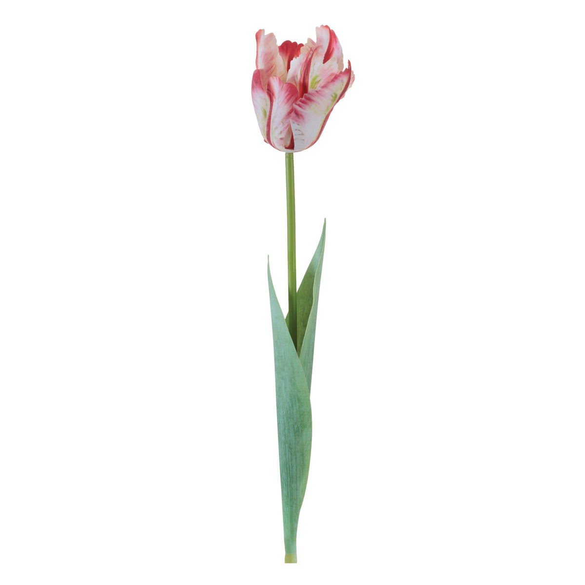 Tulip Stem