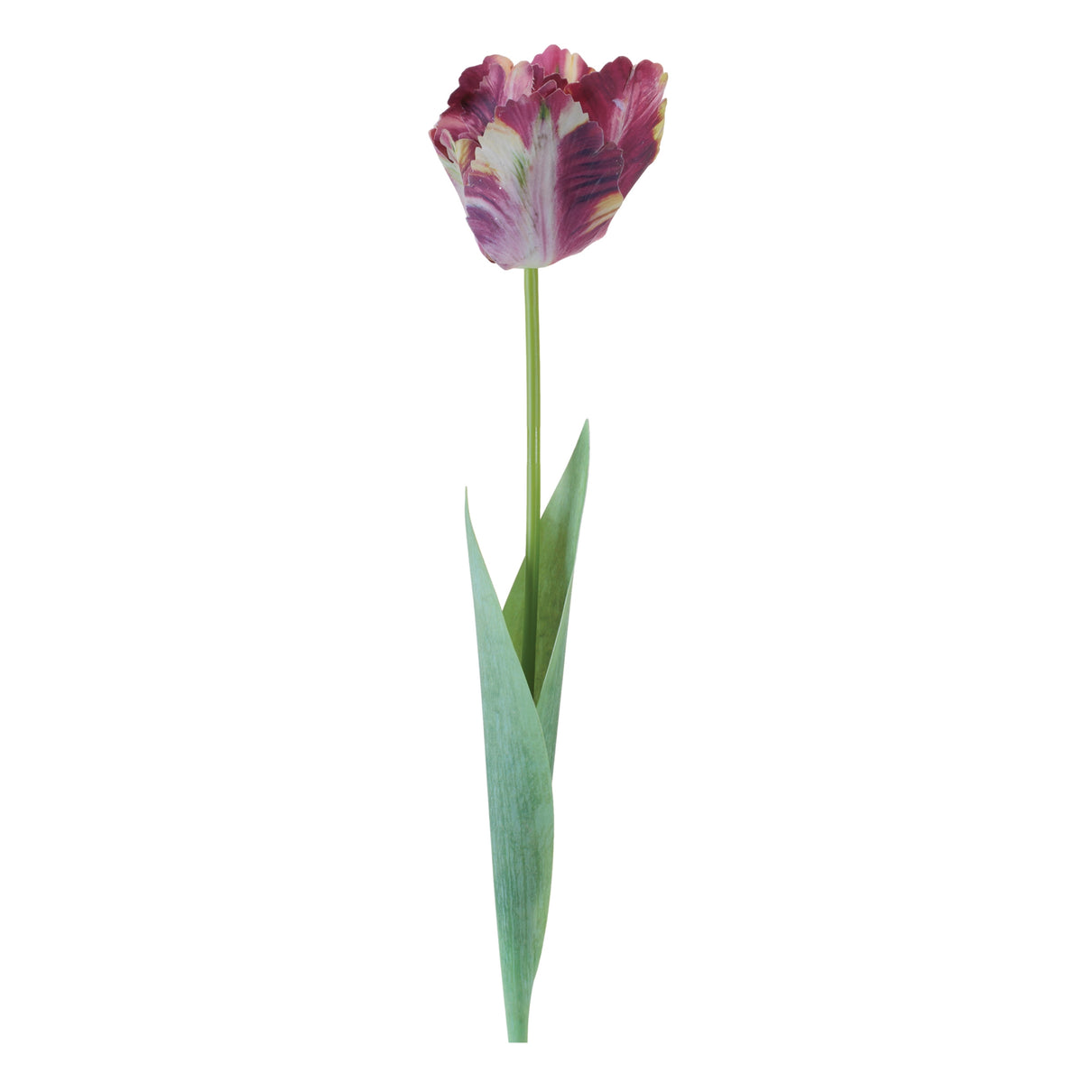 Tulip Stem