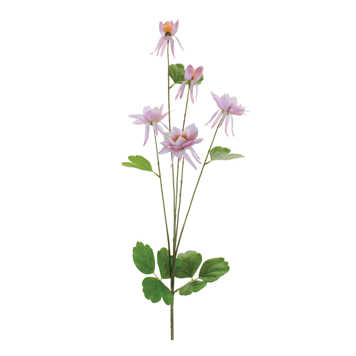 Columbine Spray