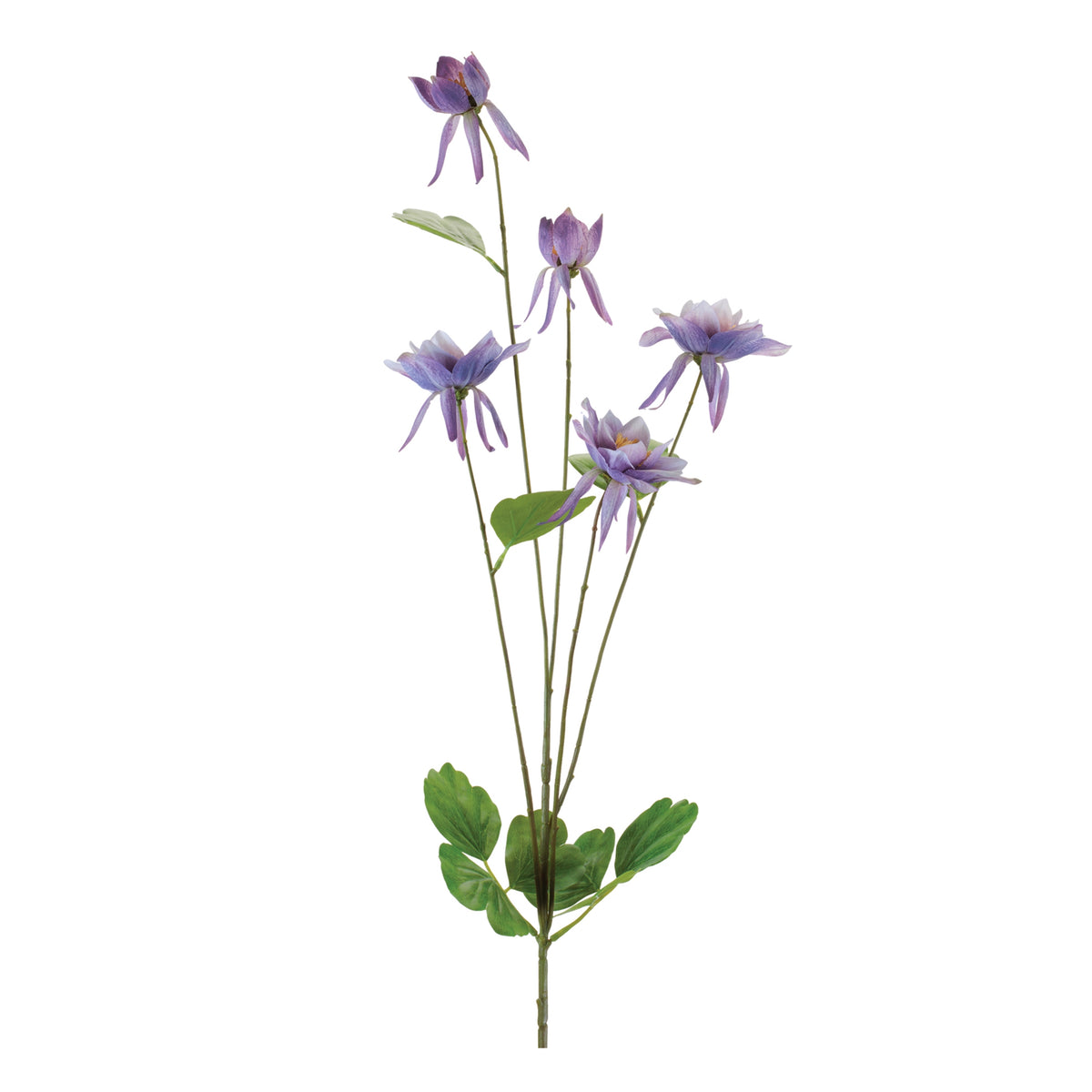 Columbine Spray