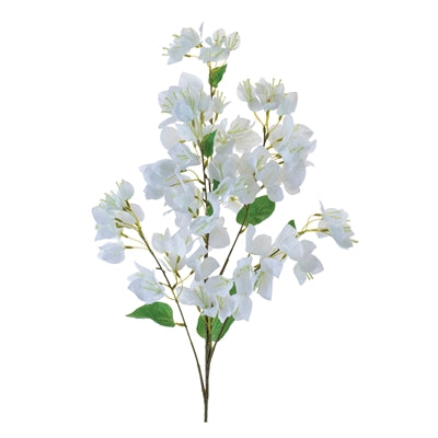 Bougainvillea Spray
