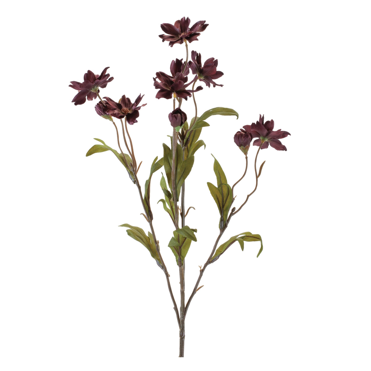 Cosmos Spray