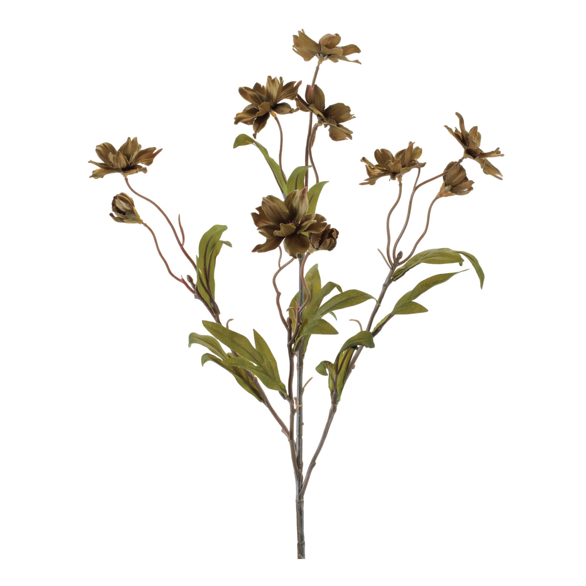 Cosmos Spray