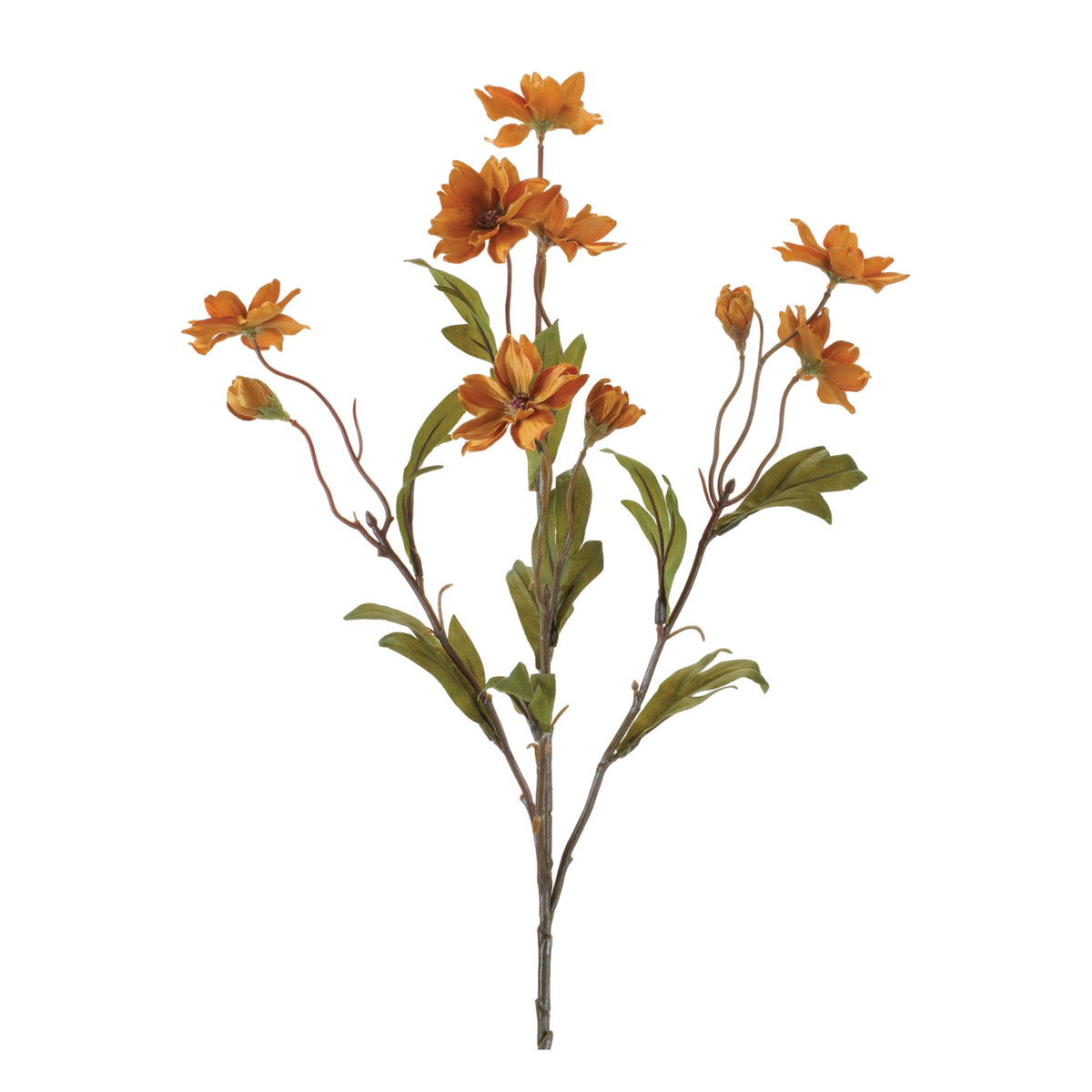 Cosmos Spray