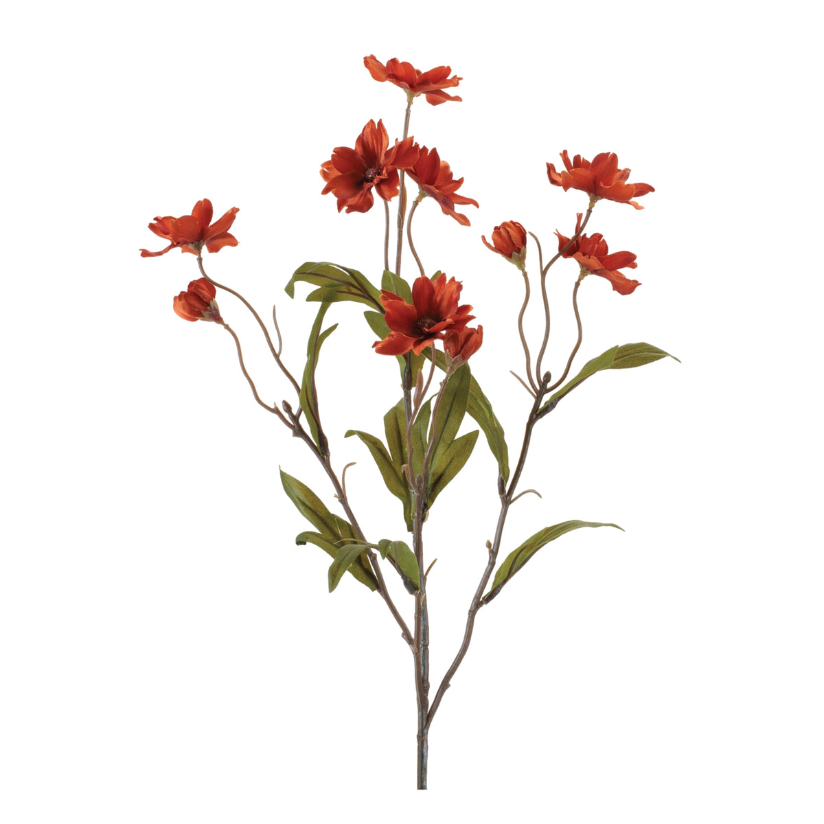 Cosmos Spray