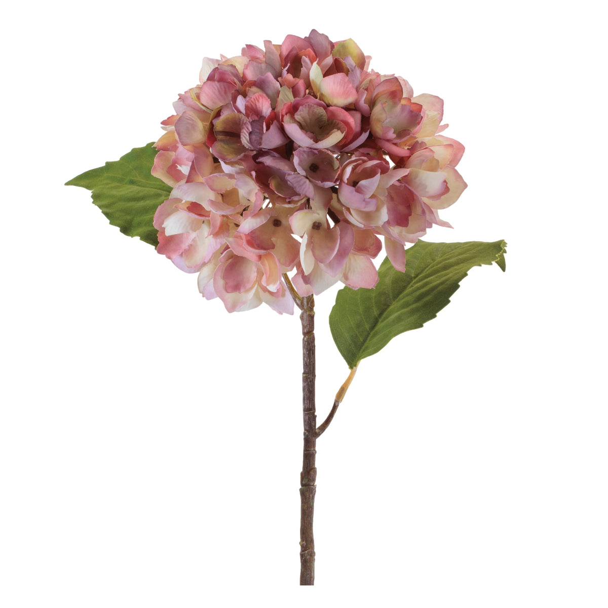 Hydrangea Stem
